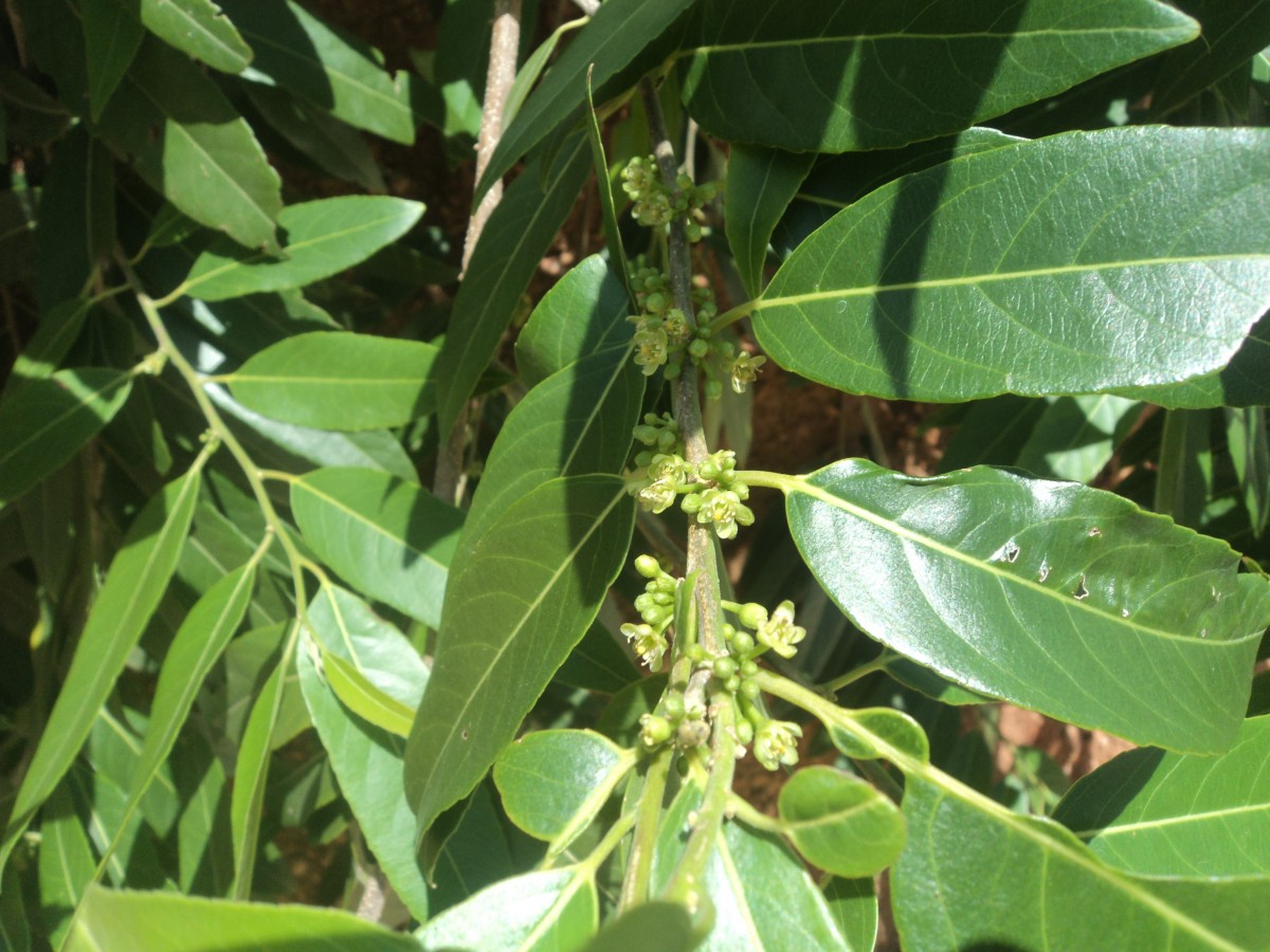Casearia tomentosa subsp. reducta Verdc.